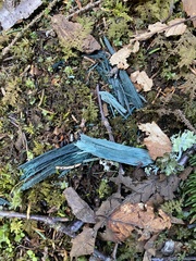 Chlorociboriaceae