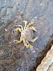 Matuta victor