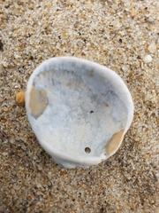 Lunarca ovalis