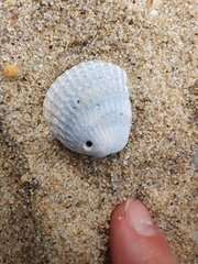 Lunarca ovalis