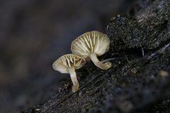 Simocybe haustellaris