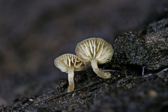 Simocybe haustellaris