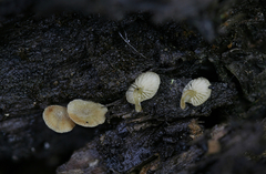 Simocybe haustellaris