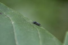 Cephalotes pusillus