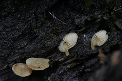 Simocybe haustellaris