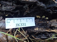 Simocybe haustellaris