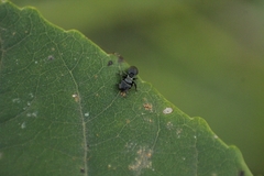 Cephalotes pusillus