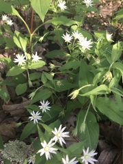 Stellaria corei