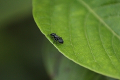 Cephalotes pusillus