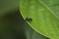 Cephalotes pusillus