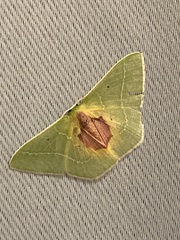 Nemoria astraea