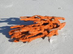 Axinella polycapella