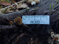 Simocybe haustellaris