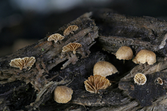 Simocybe haustellaris