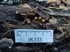 Simocybe haustellaris