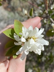 Amelanchier cusickii