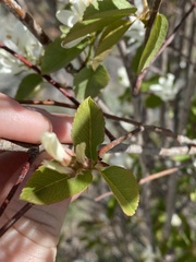 Amelanchier cusickii