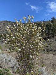 Amelanchier cusickii