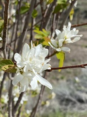 Amelanchier cusickii