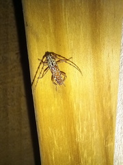 Elaphidion splendidum