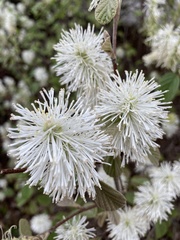 Fothergilla gardenii