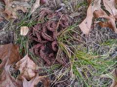 Thelephora americana