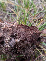 Thelephora americana