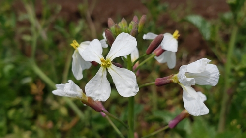 Raphanus raphanistrum iNat (2)