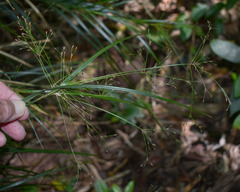 Exocarya sclerioides