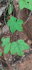 Magnoliopsida