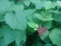 Rubus phoenicolasius
