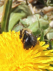 Andrena carlini