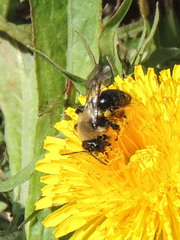 Andrena carlini
