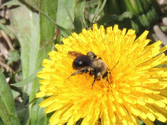 Andrena carlini
