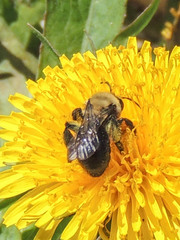 Andrena carlini