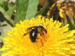 Andrena carlini