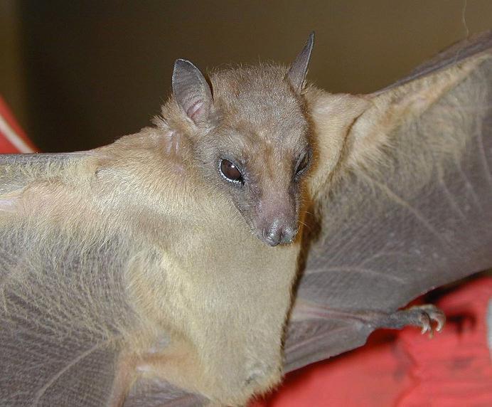 Leschenault's Rousette