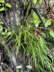 Earina mucronata