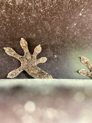 Gekko japonicus