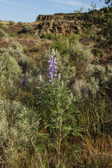 Lupinus sericeus sericeus