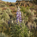 Silky Lupine - Photo (c) stellarose, some rights reserved (CC BY-NC)