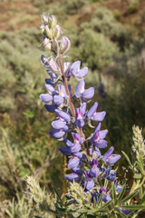 Lupinus sericeus sericeus