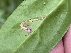 Argyrotaenia amatana