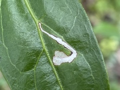 Argyrotaenia amatana