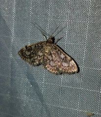 Anania coronata