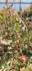 Atriplex australasica