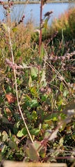 Atriplex australasica