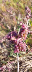 Atriplex australasica