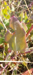Atriplex australasica