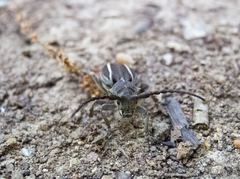 Neodorcadion bilineatum